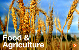 Food&Agriculture